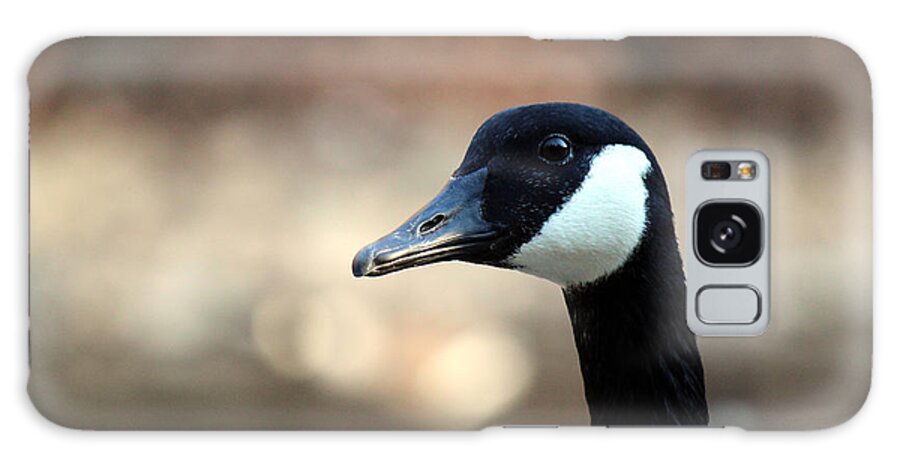 Canadian Goose Galaxy Case featuring the photograph Canadian Goose by David Jackson