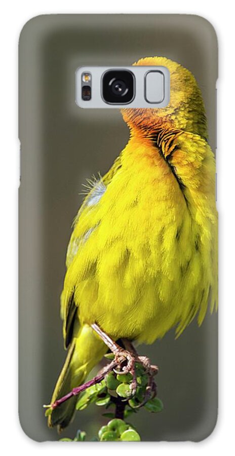 Animal Galaxy Case featuring the photograph Cape Weaver by Peter Chadwick