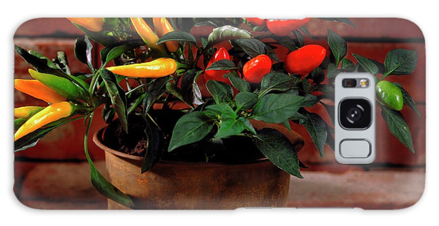 Capsicum Annuum. Galaxy Case featuring the photograph Capsicum Annuum. by The Picture Store/science Photo Library