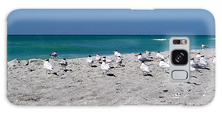 Sanibel Galaxy Case featuring the photograph Captiva Elegant Terns by Curtis Krusie