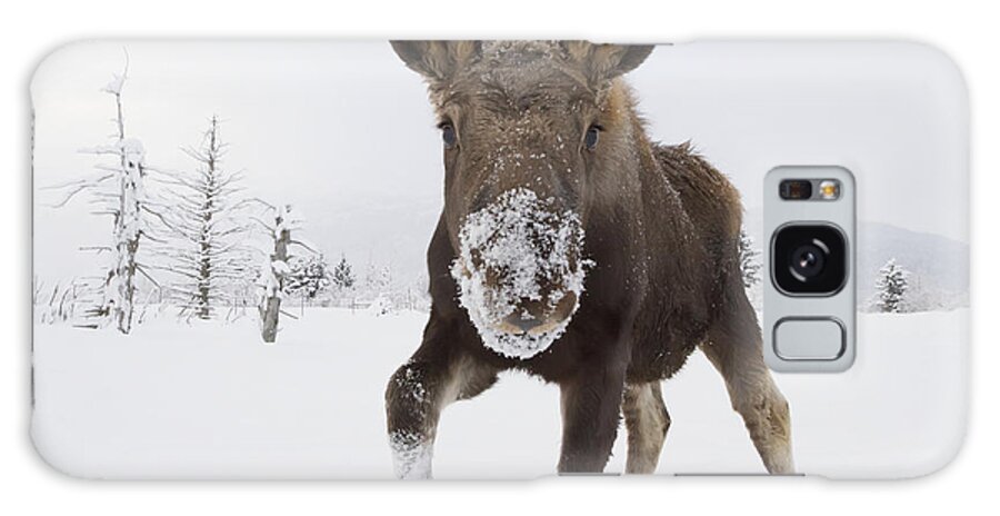 Moose Galaxy Case featuring the photograph Captive Young Bull Moose In Deep Snow by Doug Lindstrand