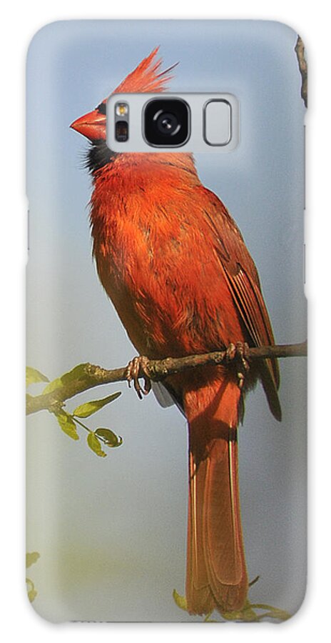 Bird Galaxy S8 Case featuring the photograph Cardinal 329 by Gene Tatroe