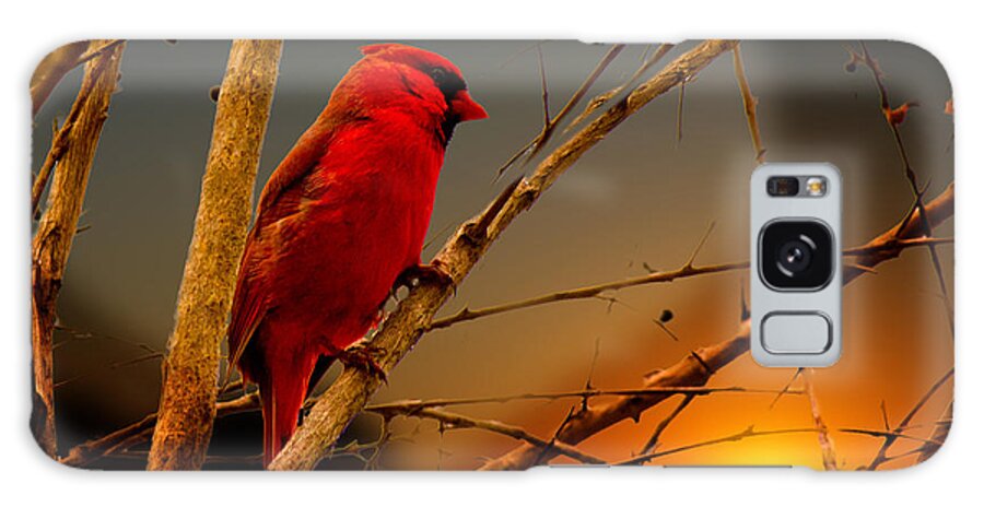 Bird Galaxy S8 Case featuring the photograph Cardinal at Sunset Valentine by Barry Jones