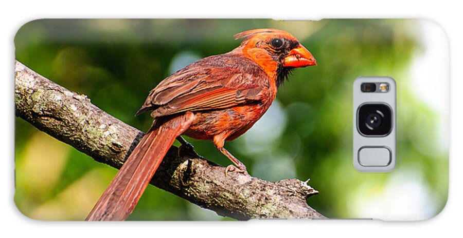 Bird Galaxy S8 Case featuring the photograph Cardinal by John Johnson