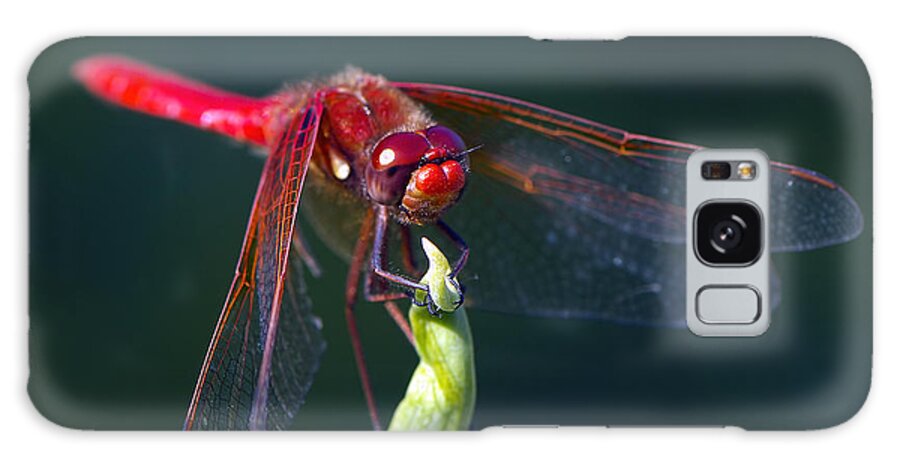 Cardinal Meadow Hawk Galaxy S8 Case featuring the photograph Cardinal Meadowhawk Dragonfly by Sharon Talson