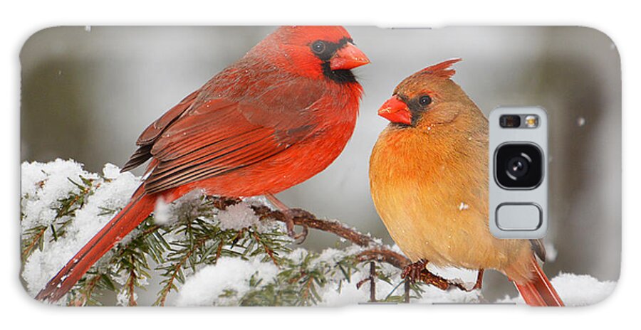 Bird Galaxy Case featuring the photograph Cardinal Pair by Alan Lenk