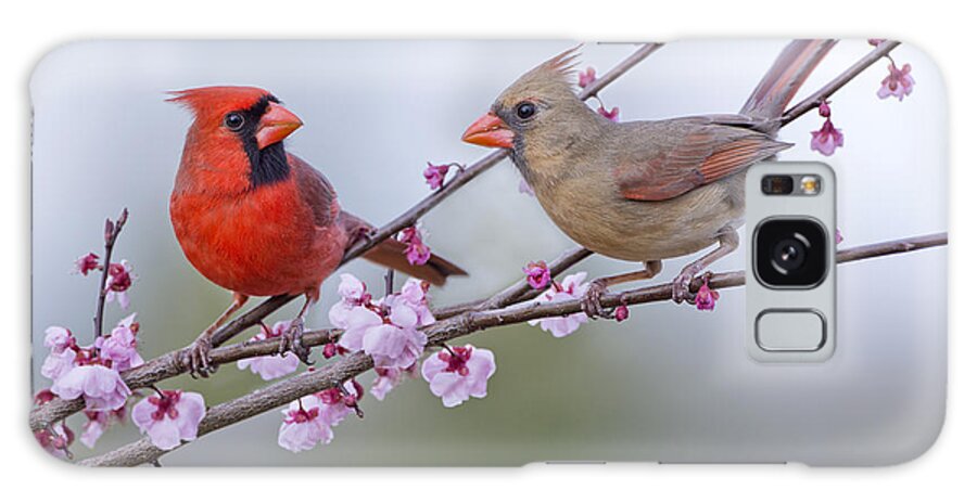 Cardinals Galaxy Case featuring the photograph Cardinals in Plum Blossoms by Bonnie Barry