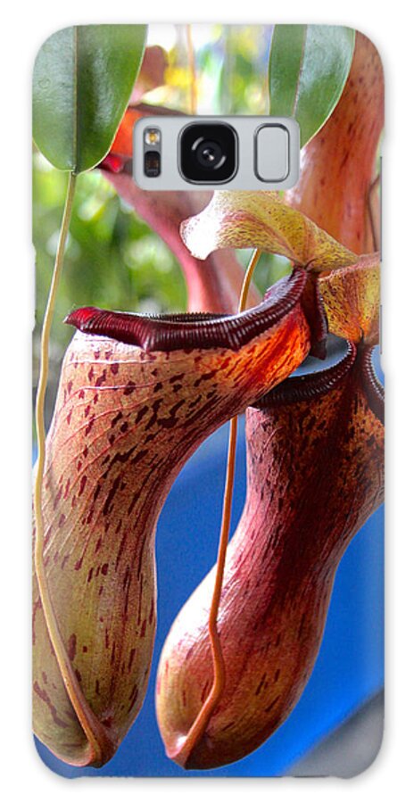 Pitcher Plant Galaxy Case featuring the photograph Carnivorous Pitcher Plants by Venetia Featherstone-Witty