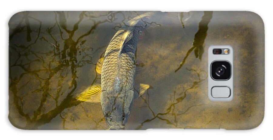 Art Galaxy Case featuring the photograph Carp feeding in the shallows by Randall Nyhof