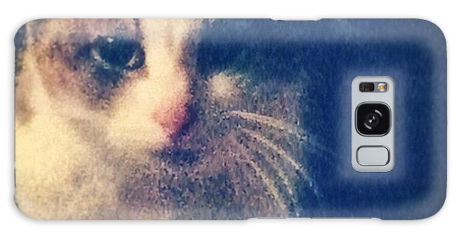 Petstagram Galaxy Case featuring the photograph #cat #cats #tagsforlikes #catsagram by Deanna Foster