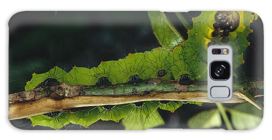 Feb0514 Galaxy Case featuring the photograph Caterpillar Tam Dao Np Vietnam by Mark Moffett