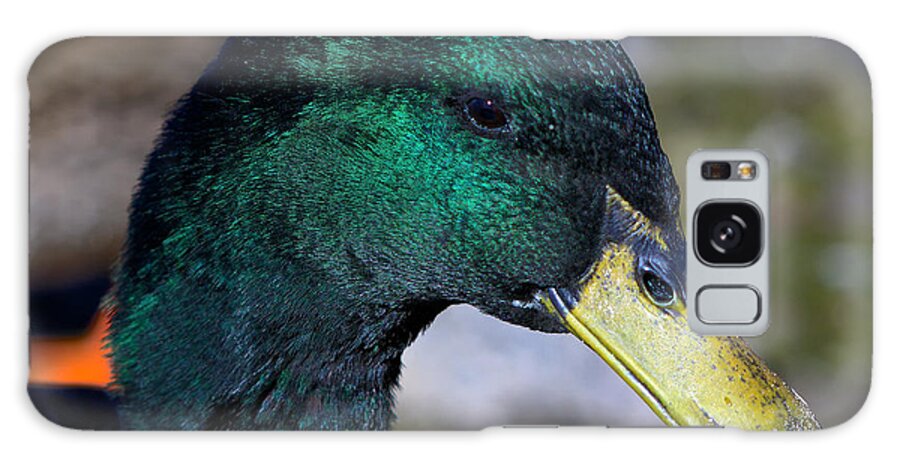 Ducks Galaxy Case featuring the photograph Cayuga Duck by Stephen Johnson