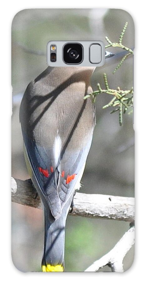 Cedar Waxwing Galaxy S8 Case featuring the photograph Cedar Waxwing by Frank Madia