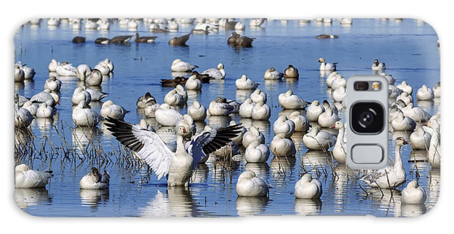 Snow Geese Galaxy Case featuring the photograph Celebrate by Kathleen Bishop
