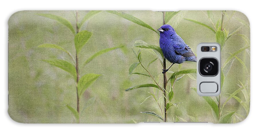 Indigo Bunting Galaxy Case featuring the photograph Charming Curiosity by Dale Kincaid
