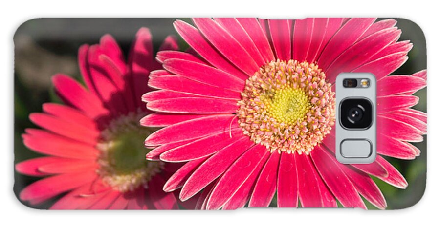 Daisy Galaxy S8 Case featuring the photograph Cheerfulness by Arlene Carmel