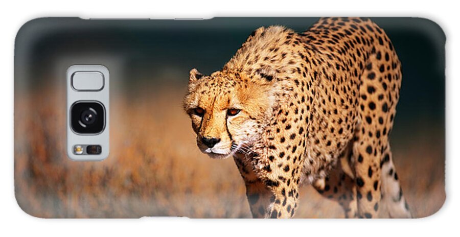 Cheetah Galaxy Case featuring the photograph Cheetah approaching from the front by Johan Swanepoel