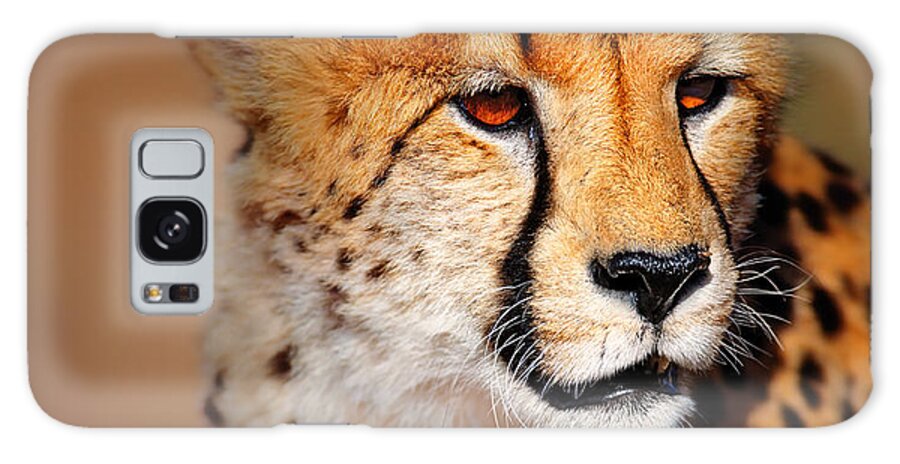 Cheetah Galaxy Case featuring the photograph Cheetah portrait by Johan Swanepoel