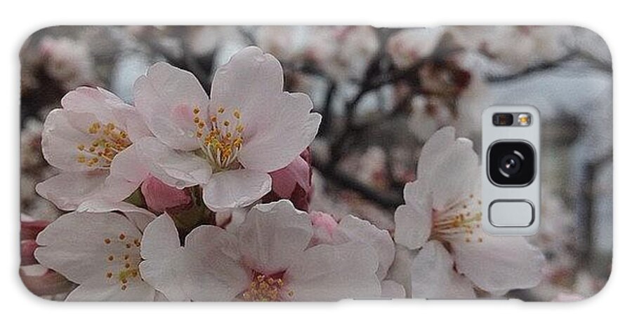 Flower Galaxy Case featuring the photograph Cherryblossoms #flower by Tokyo Sanpopo