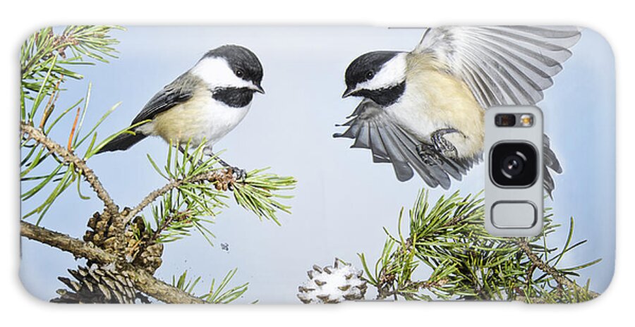 Black Capped Chickadees Galaxy Case featuring the photograph Chickadee Chums by Peg Runyan