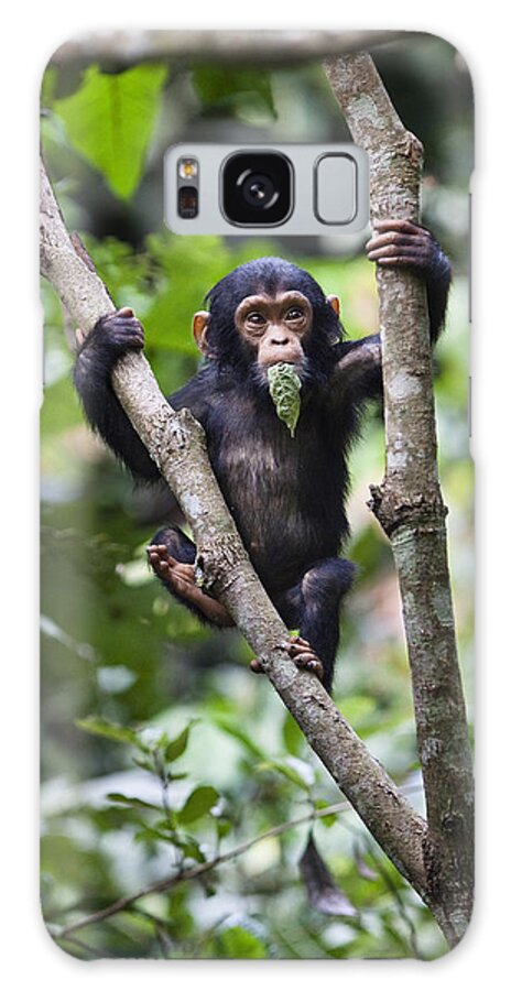 Feb0514 Galaxy Case featuring the photograph Chimpanzee Baby Eating A Leaf Tanzania by Konrad Wothe