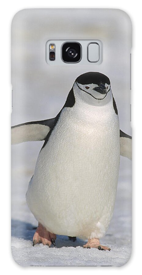 Feb0514 Galaxy Case featuring the photograph Chinstrap Penguin Walking Towards by Konrad Wothe