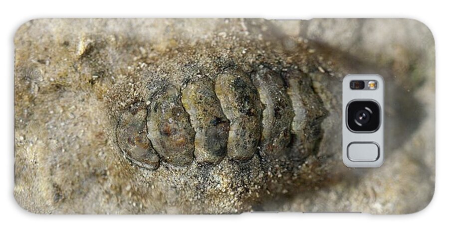 Aragonite Galaxy Case featuring the photograph Chiton Camouflage Eye Shallow Coastal Sea by Paul D Stewart