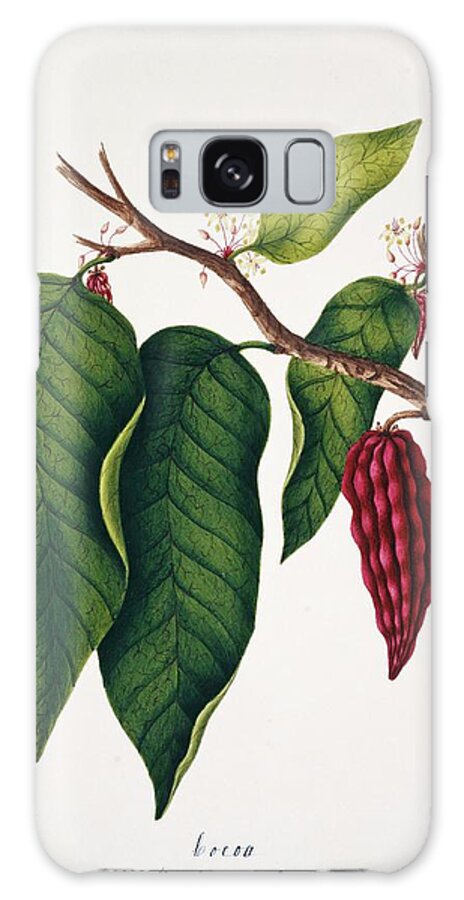 Plant Galaxy Case featuring the photograph Chocolate Cocoa Plant by Natural History Museum, London/science Photo Library