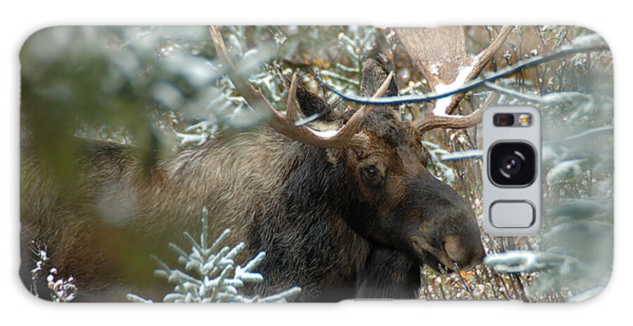 Photography Galaxy Case featuring the photograph Christmas Moose by Lee Kirchhevel