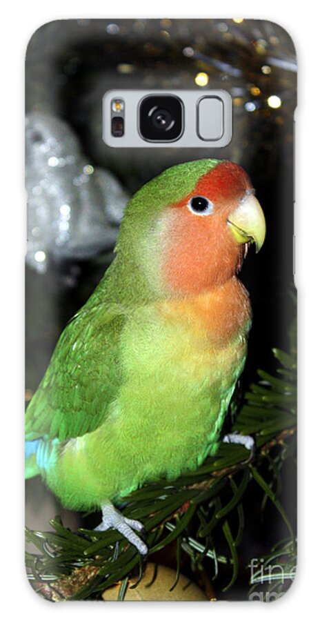 Bird Galaxy Case featuring the photograph Christmas Pickle by Terri Waters