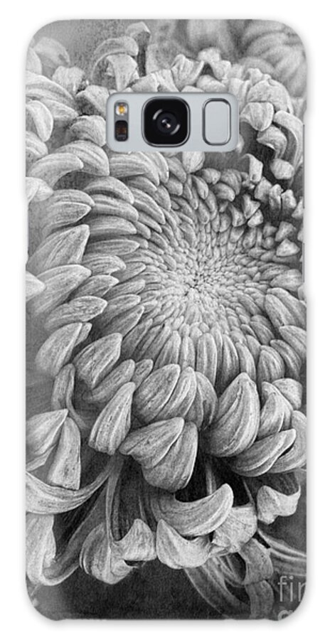 Chrysanthemum Galaxy Case featuring the photograph Chrysanthemum by Elena Nosyreva