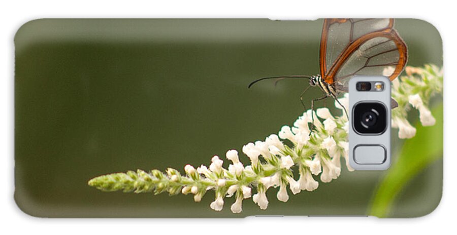 Clear Wing Butterfly Galaxy Case featuring the photograph Clear Wing Butterfly by Tam Ryan
