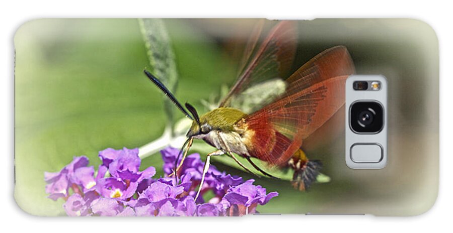 clearwing Hawk Moth Galaxy Case featuring the photograph Clearwing Hawk Moth - Hemaris thysbe by Carol Senske