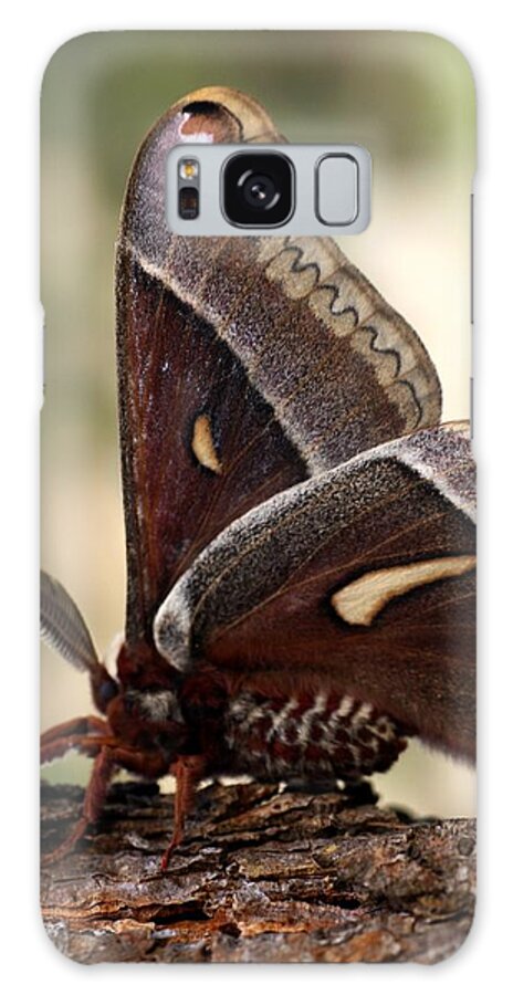 Moth Galaxy Case featuring the Clem the Moth by Loni Collins