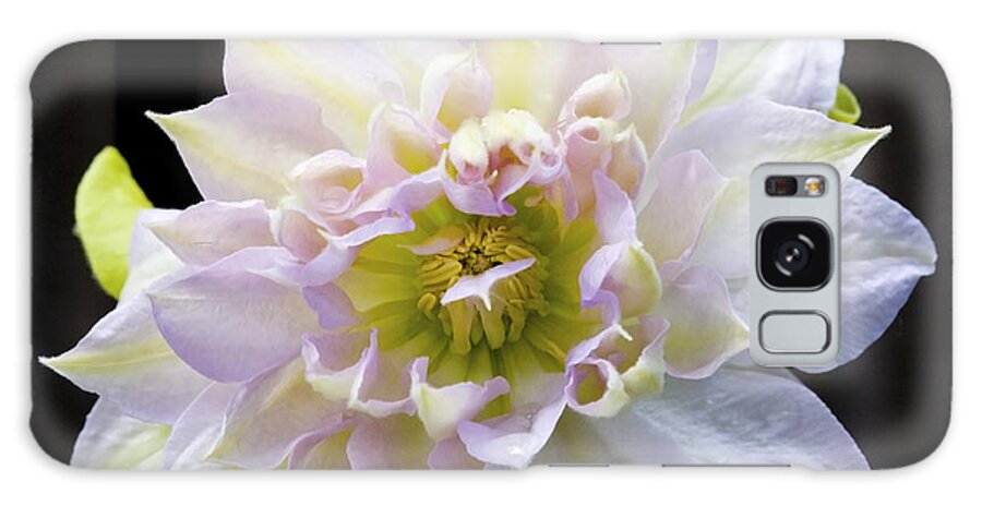 Clematis Galaxy Case featuring the photograph Clematis 'Belle of Woking' by Richard J Thompson 