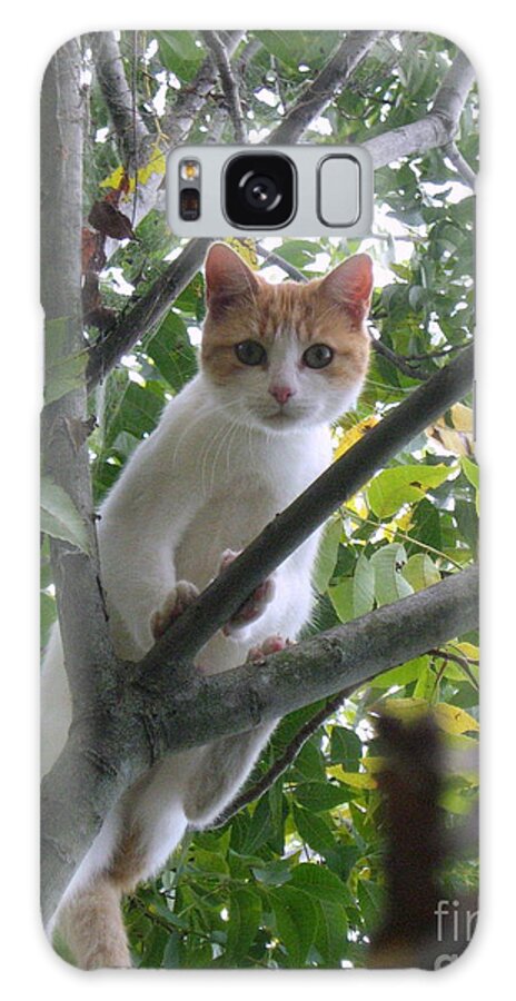 Cat Galaxy S8 Case featuring the photograph Climbing Kitty by Wendy Coulson
