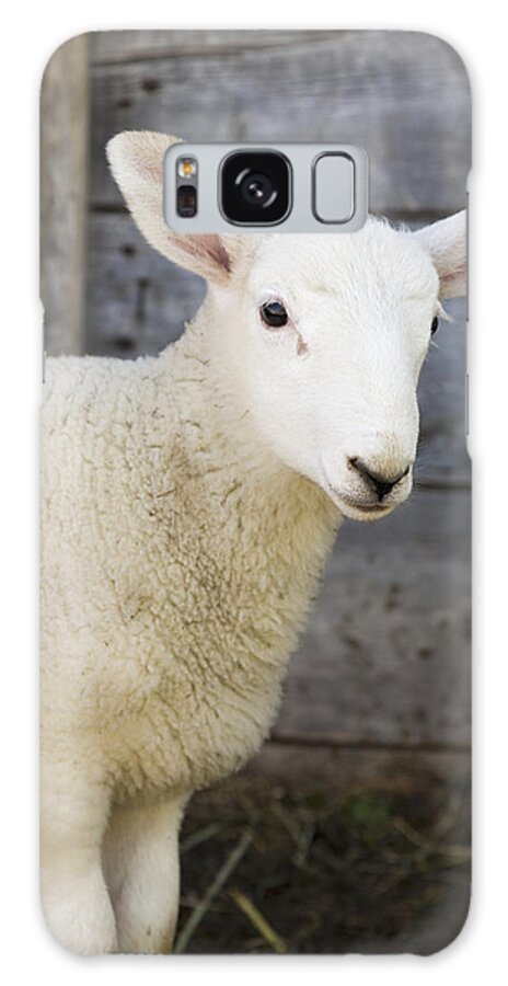 Outdoors Galaxy Case featuring the photograph Close Up Of A Baby Lamb by Michael Interisano