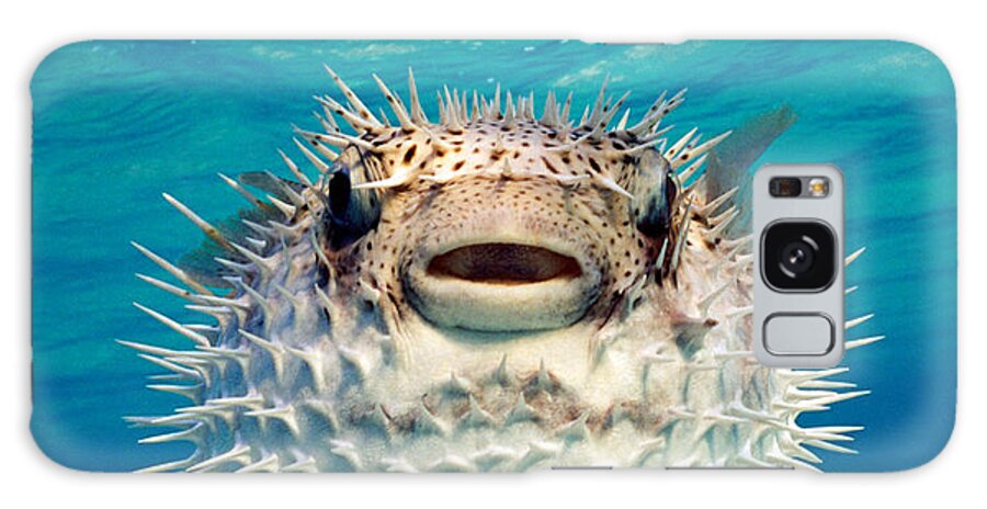 Photography Galaxy Case featuring the photograph Close-up Of A Puffer Fish, Bahamas by Panoramic Images