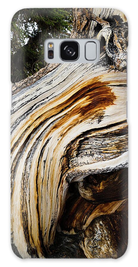 Photography Galaxy Case featuring the photograph Close-up Of Details Of Pine Tree by Panoramic Images