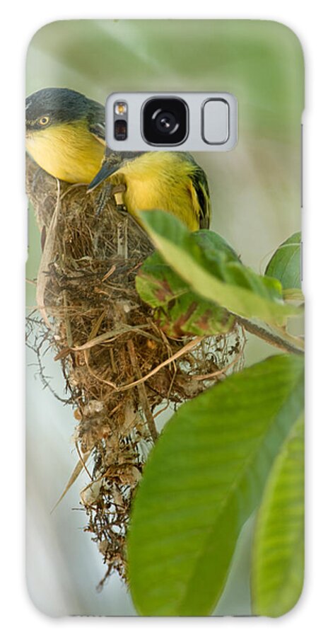 Photography Galaxy Case featuring the photograph Close-up Of Two Common Tody-flycatchers by Panoramic Images