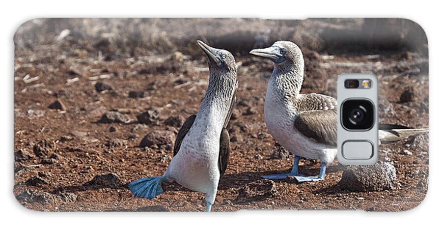Blue Footed Booby Galaxy Case featuring the photograph Clowning Around by Timothy Hacker