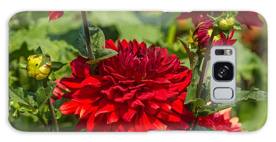 Flower Galaxy Case featuring the photograph Cluster of Dahlias by Jane Luxton