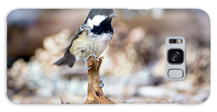 Parus Ater Galaxy Case featuring the photograph Coal Tit (parus Ater) by John Devries/science Photo Library