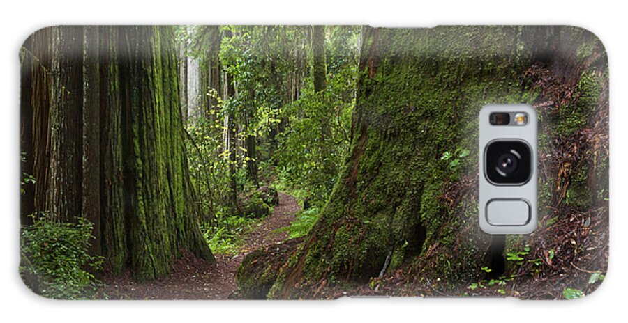 00559271 Galaxy Case featuring the photograph Coast Redwoods and Path Redwood Natl by Yva Momatiuk John Eastcott