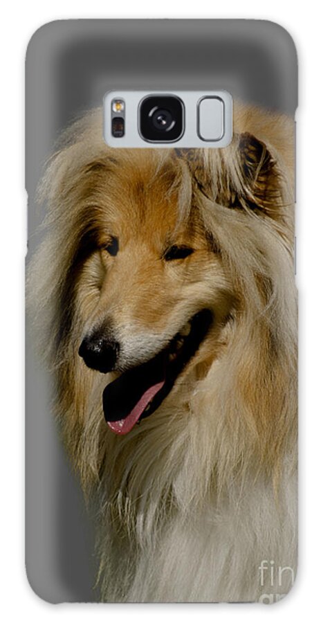 Grey Background Galaxy Case featuring the photograph Collie dog by Linsey Williams