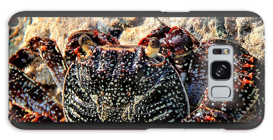 Crab Canvas Print Galaxy Case featuring the photograph Colorful Crab by Lucy VanSwearingen