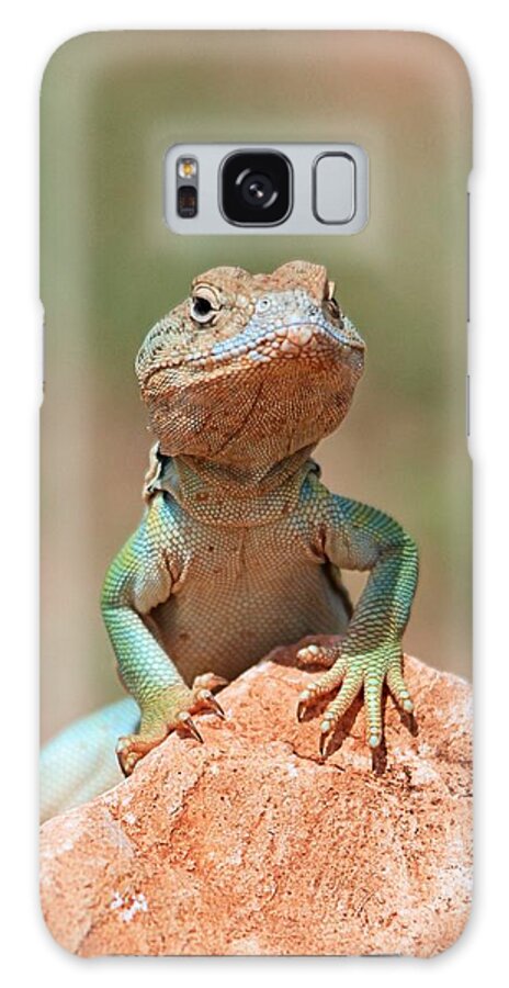 Common Collared Lizard Galaxy S8 Case featuring the photograph Common Collared Lizard 2 by Elizabeth Budd