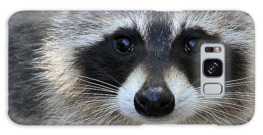 Common Raccoon Galaxy Case featuring the photograph Common Raccoon by Meg Rousher