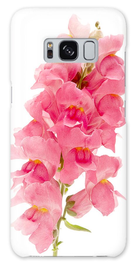 White Background Galaxy Case featuring the photograph Common Snapdragon by Fabrizio Troiani