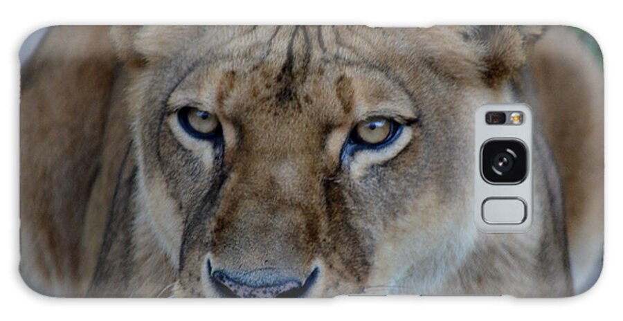 Lion Galaxy Case featuring the photograph Concerned Lioness by Maggy Marsh